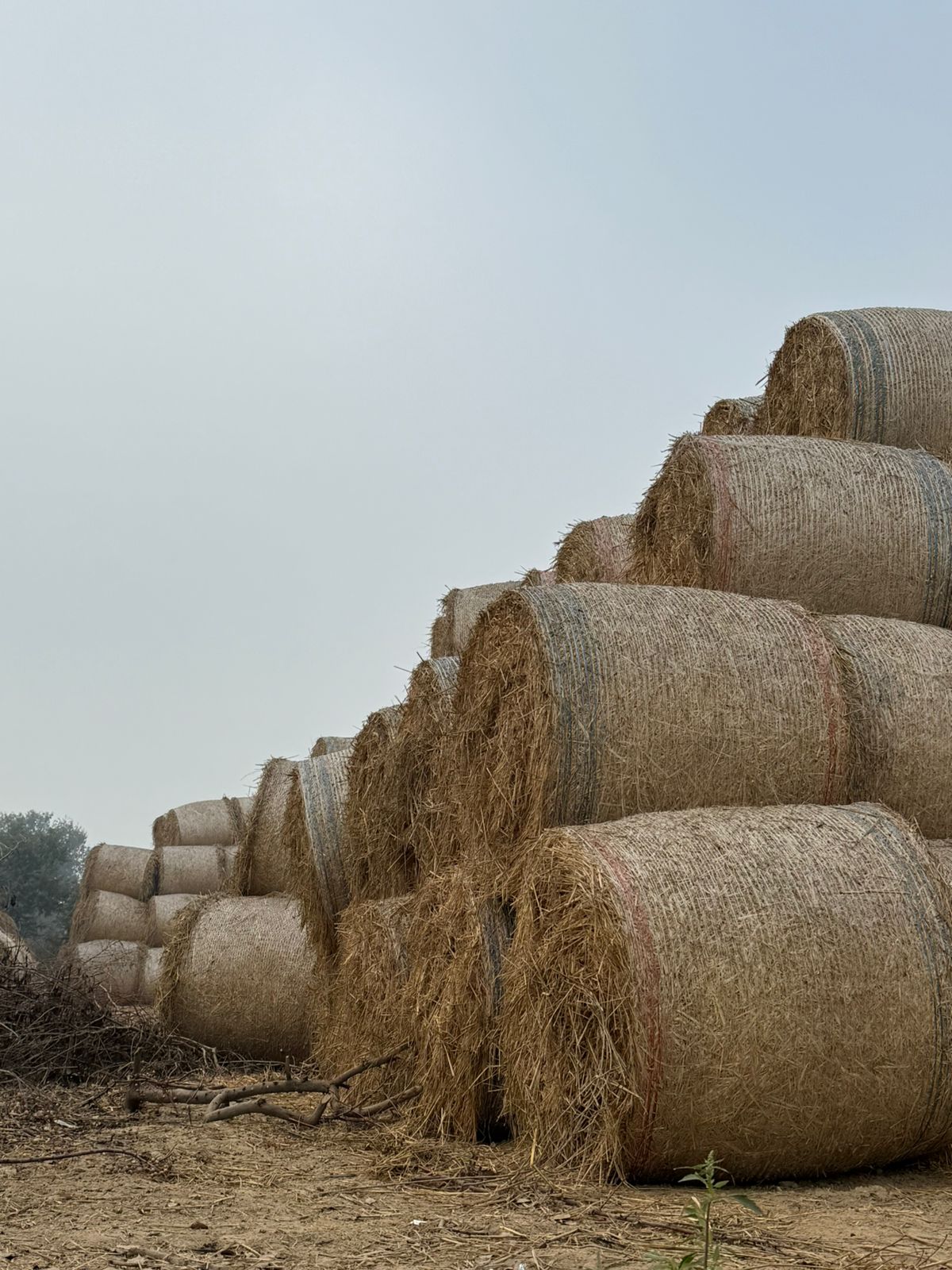 whatsapp image 2026 01 13 at 12.59.26 pm (1)