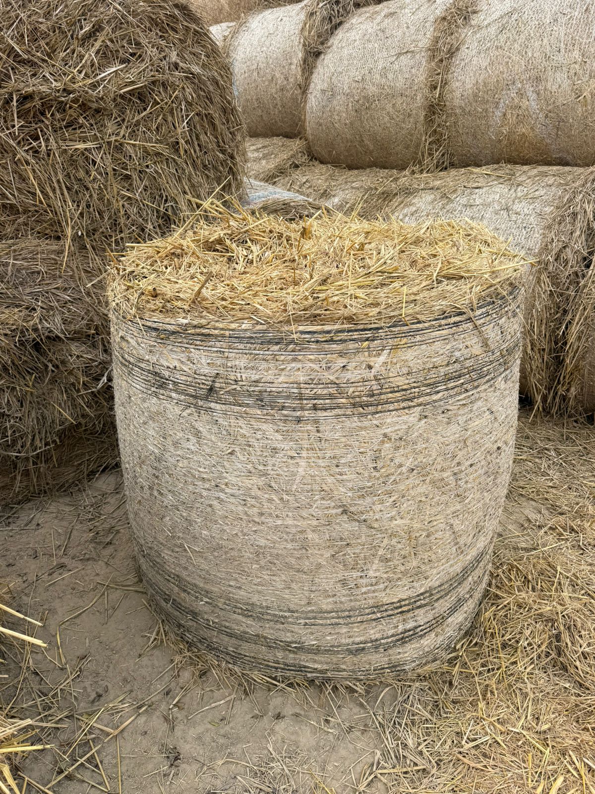 whatsapp image 2026 01 13 at 12.59.27 pm (1)