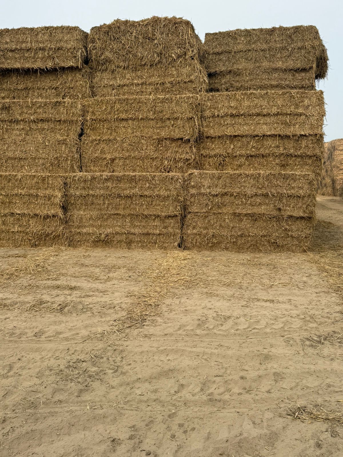 whatsapp image 2026 01 13 at 12.59.27 pm